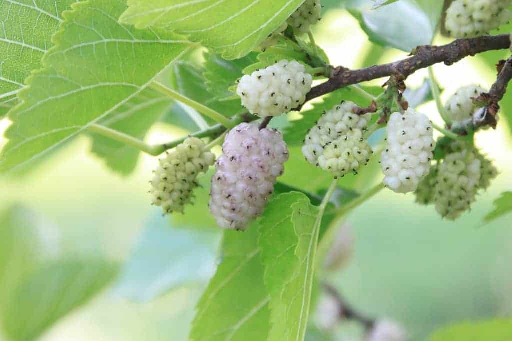 Weiße Maulbeere zum Abnehmen scheinbar sogar eine Pflanze mit