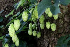 Hopfenzapfen