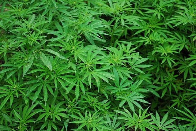 CBD Öl
Hanf