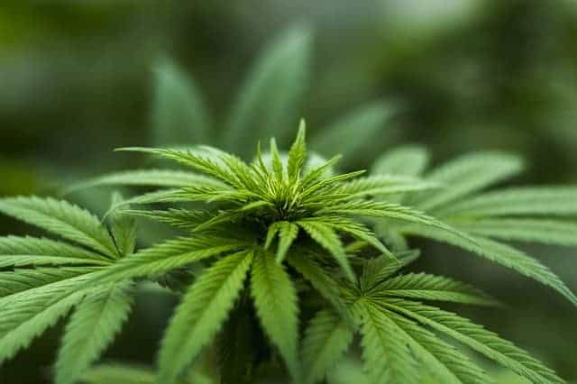 Hanf CBD-Öl