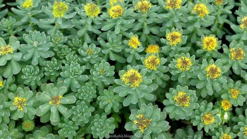 Strassstein, Rhodiola rosea