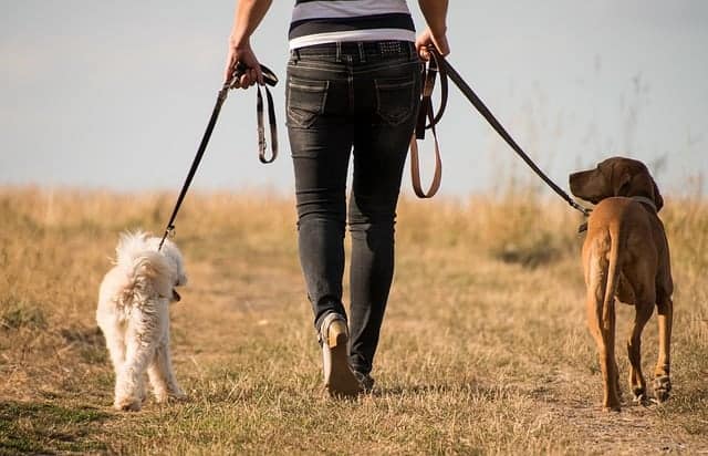 Frau geht mit Hunden spazieren