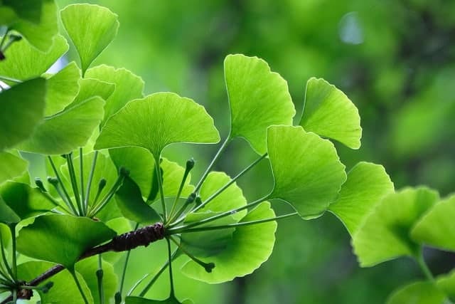 Ginkgo biloba Blätter