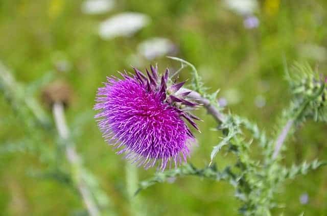 Fleckendistel