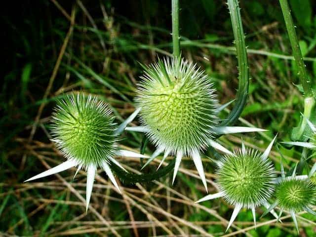 Fleckendistel, Pflanze