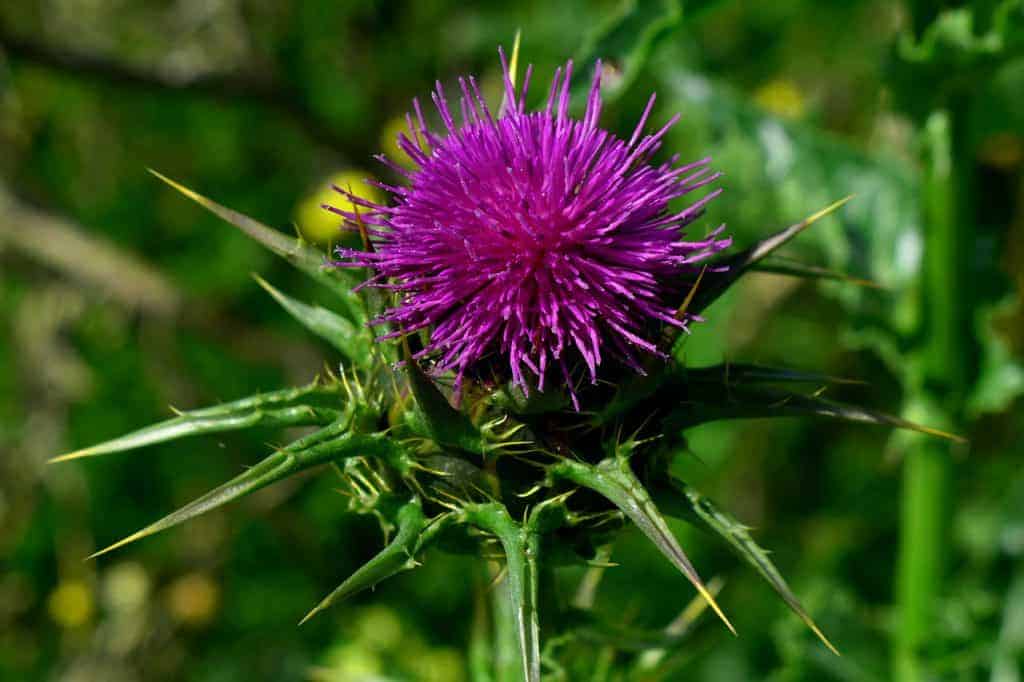 Silybum marianum, Fleckendistel